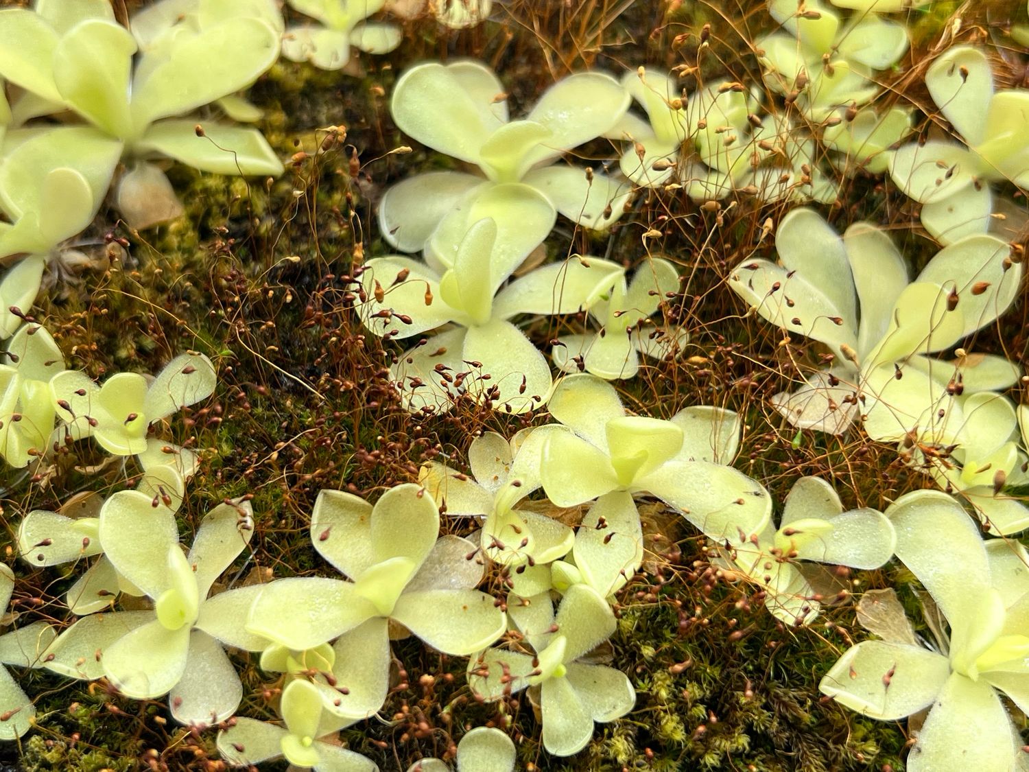 Pinguicula Alfred Lau #13