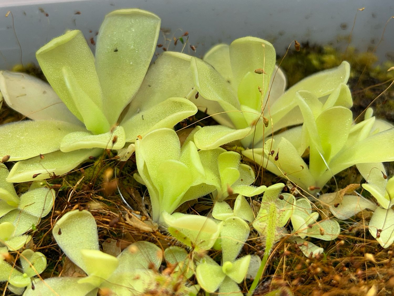Pinguicula Alfred Lau #13