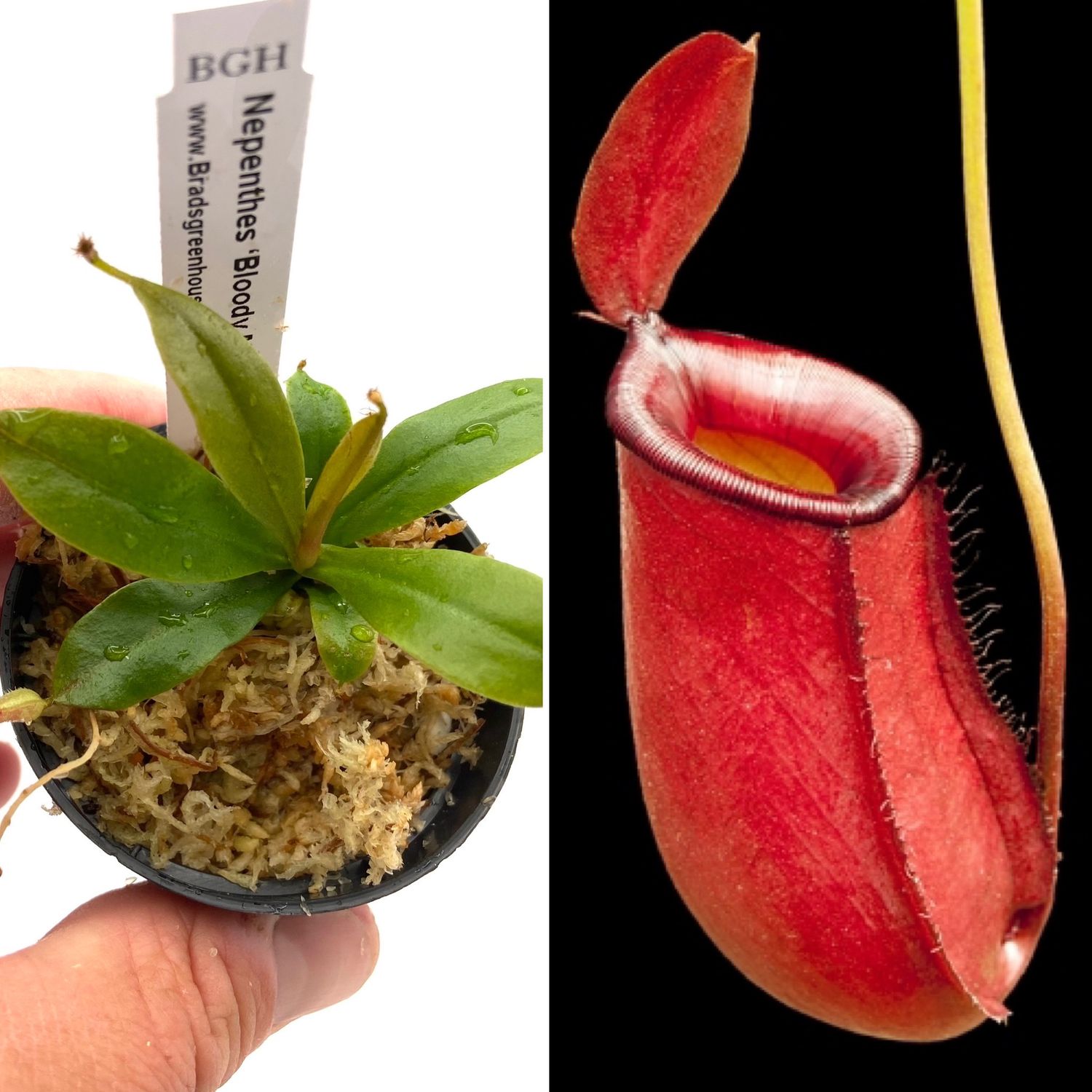 Nepenthes Lovers Starter Kit (6 Nepenthe) Popular!
