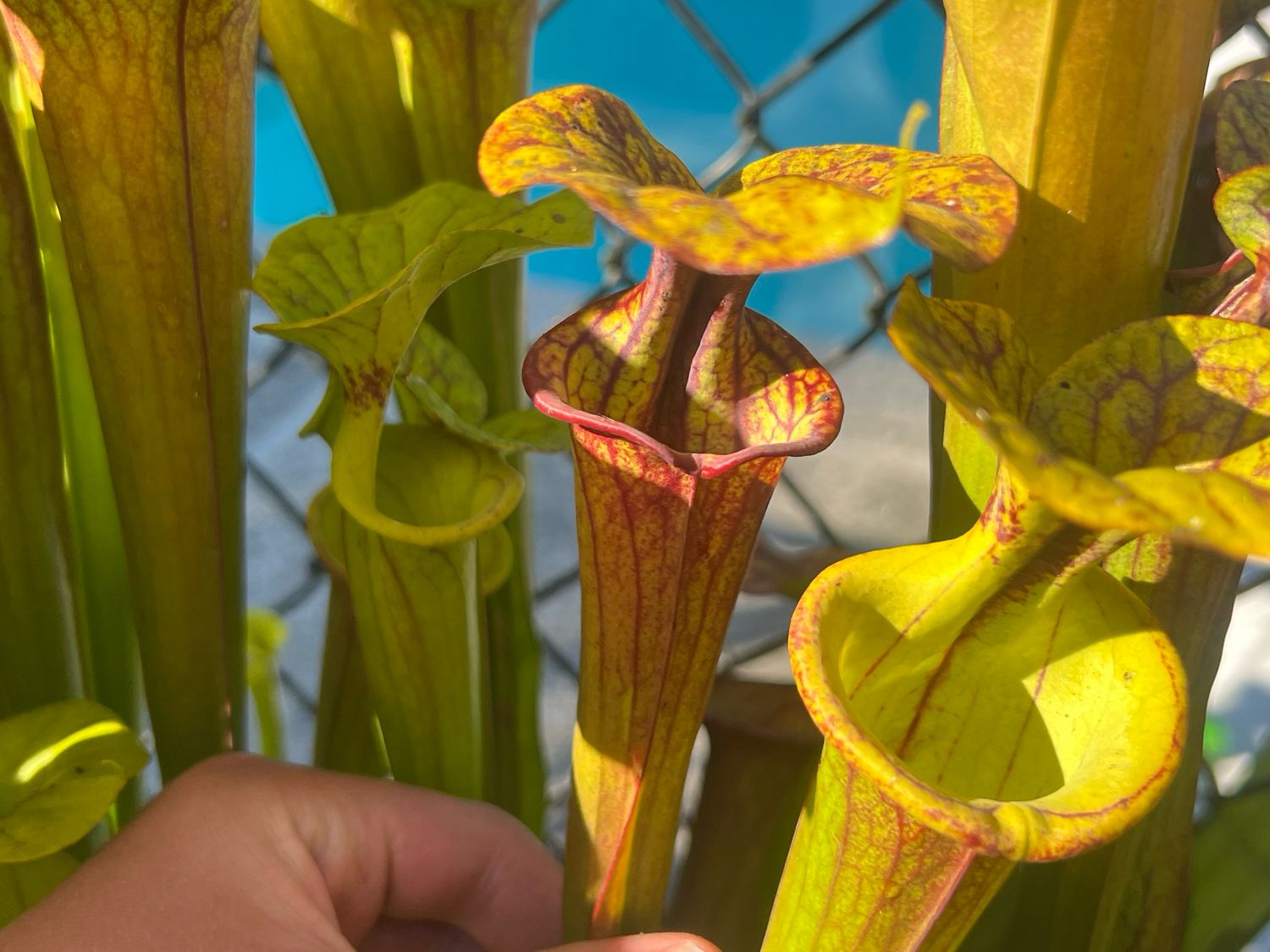 Sarracenia flava var. autropurpurea Bay Co. Fl. “Pink Blush Flowers” (Divisions)