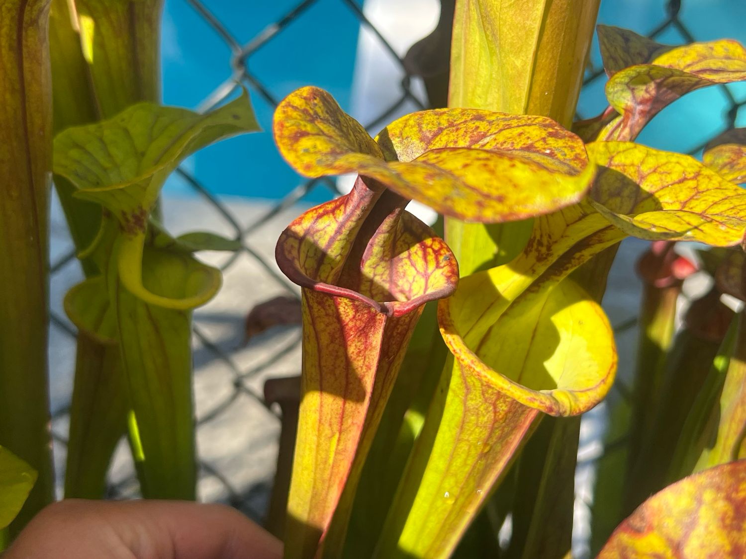 Sarracenia flava var. autropurpurea Bay Co. Fl. “Pink Blush Flowers” (Divisions)