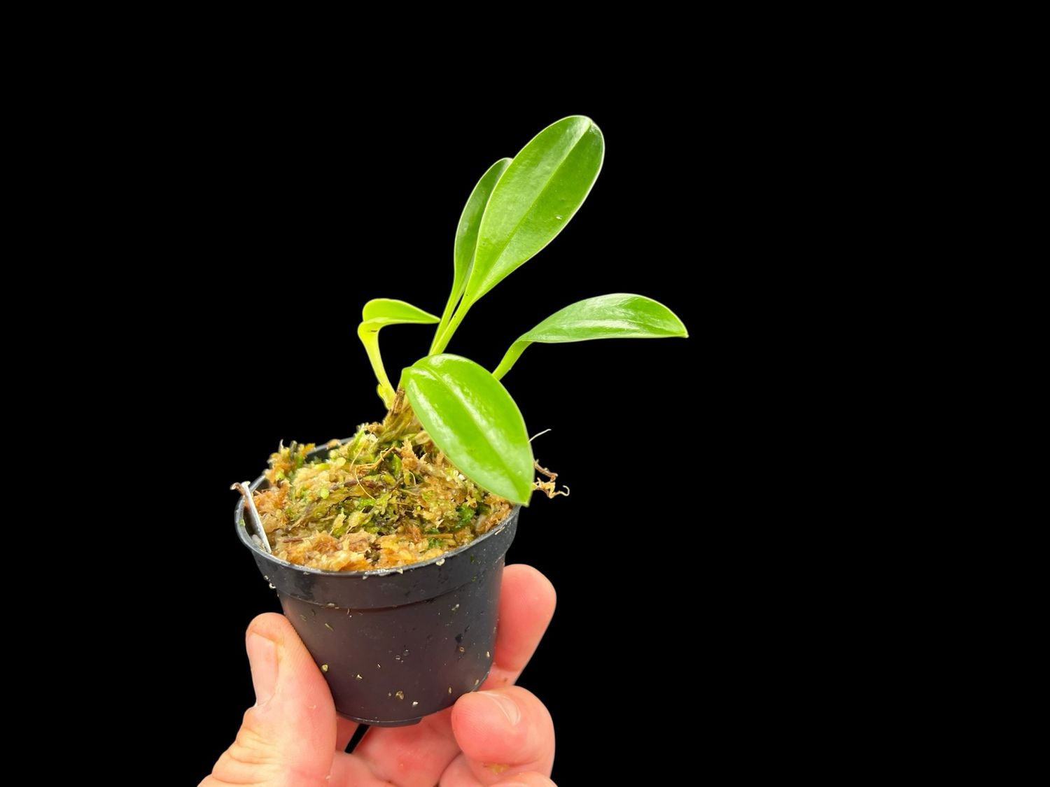 Masdevallia Ann Jesup ‘Margarite’ Orchid (Masd. veitchiana x Masd. uniflora)