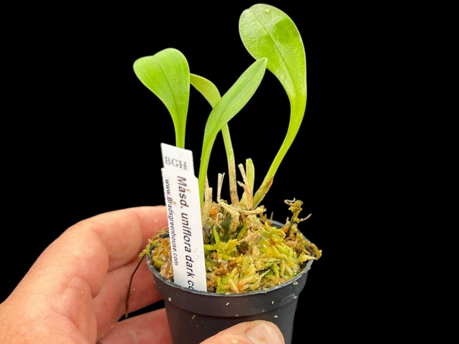 Masdevallia uniflora “Dark Color “Orchid