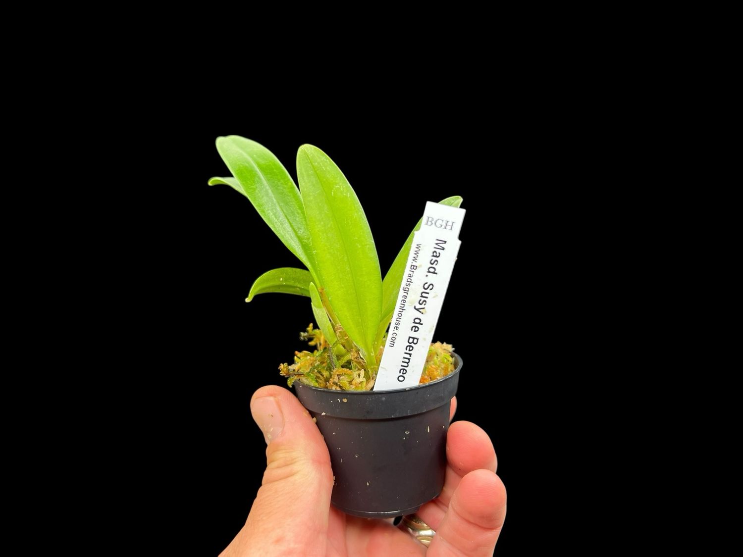 Masdevallia Susy de Bermeo Orchid (Masd. Angel Frost x Masd. Gold Dust)