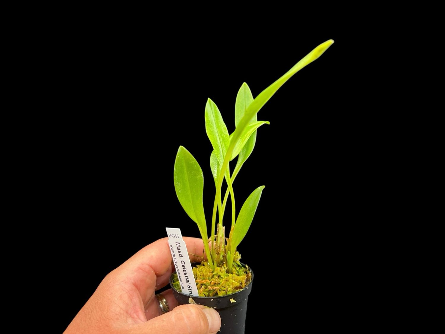 Masdevallia Celestial Stripes Orchid