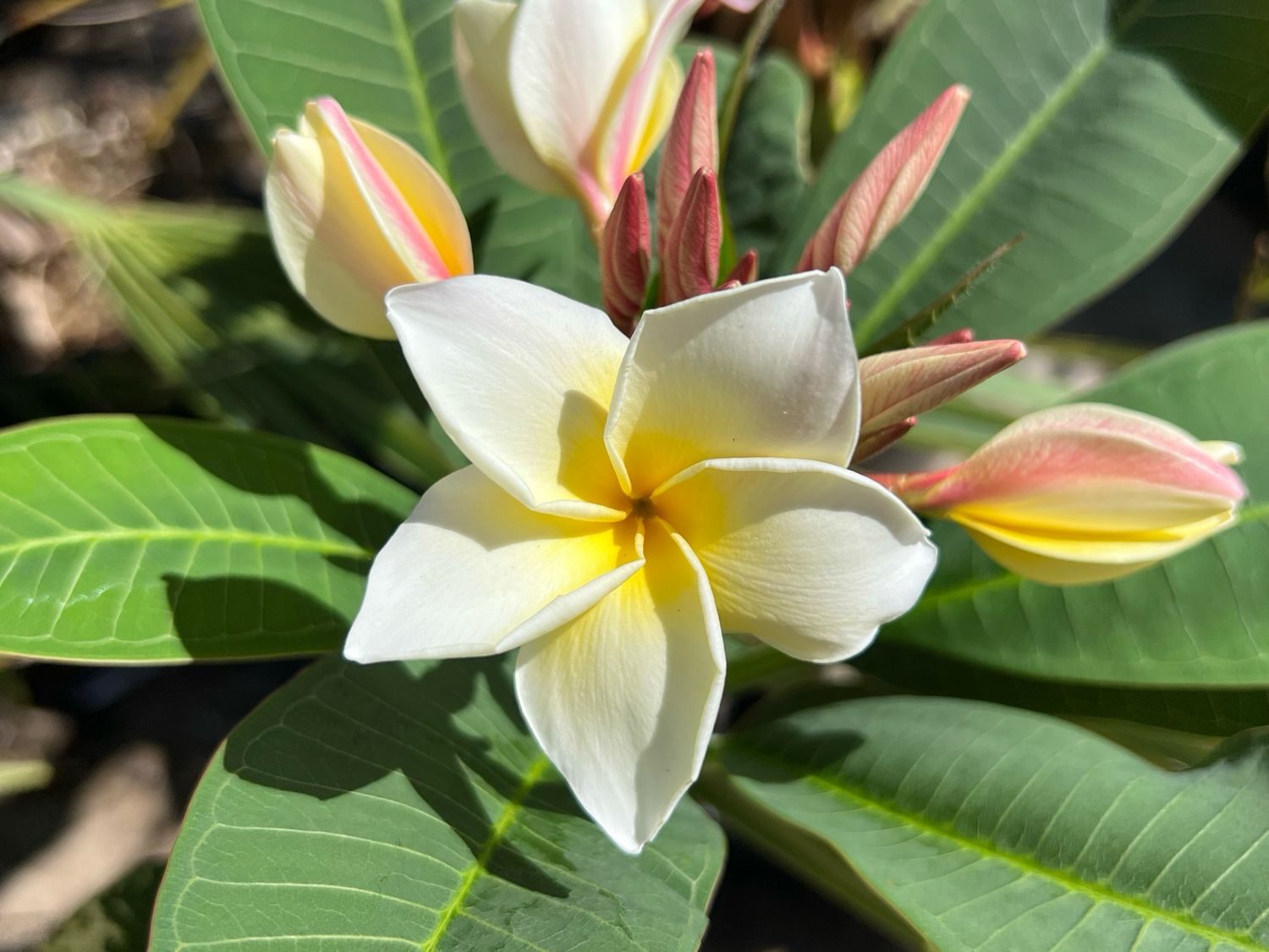 Plumeria Frangipani Tree - Moonlight