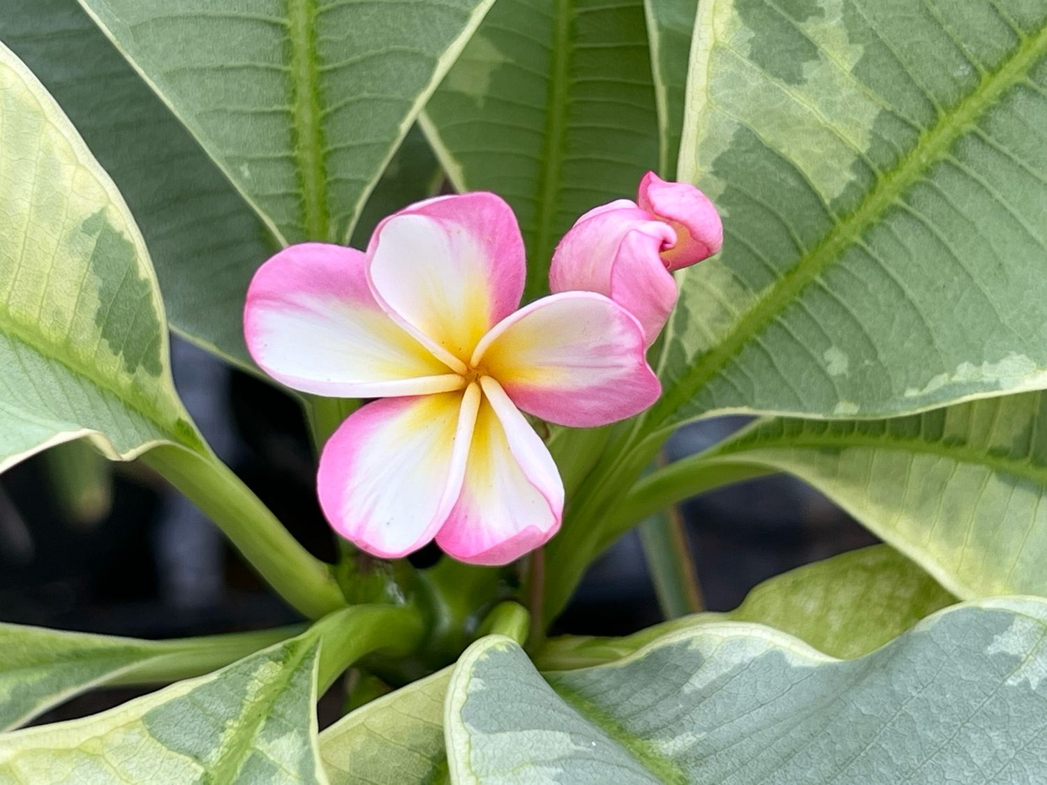 Plumeria Frangipani Tree - “Silver Leaf” (Variegated)