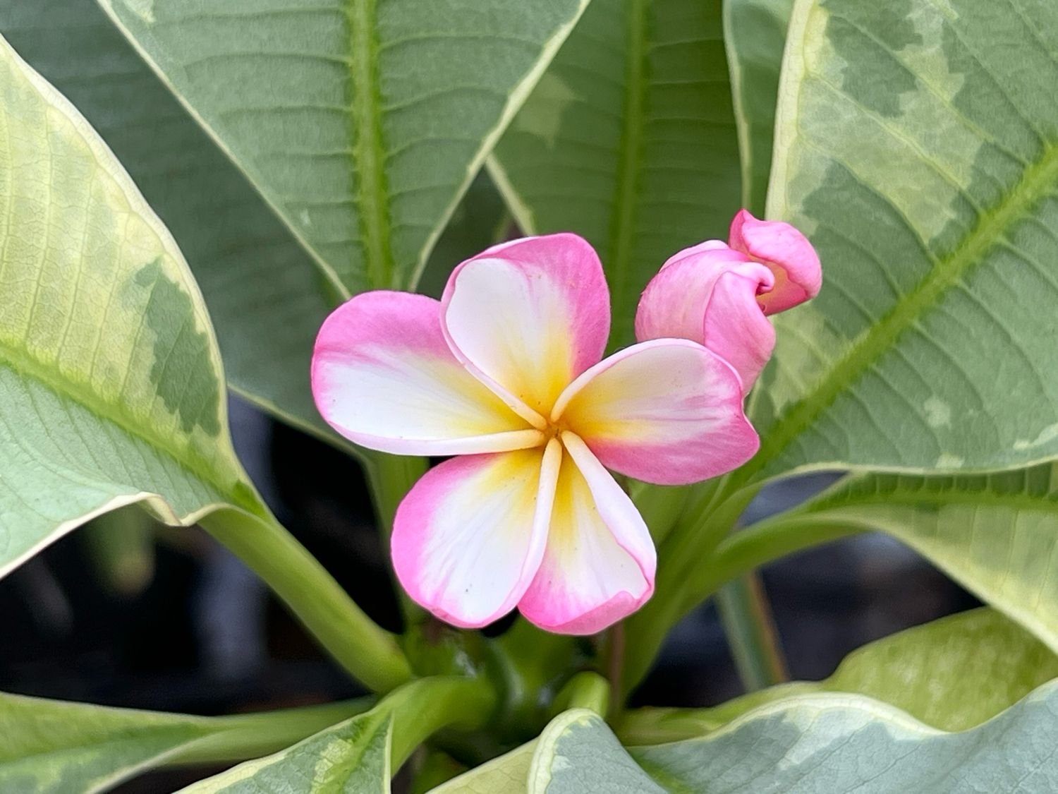 Plumeria Frangipani Tree - Silver Leaf (Variegated)