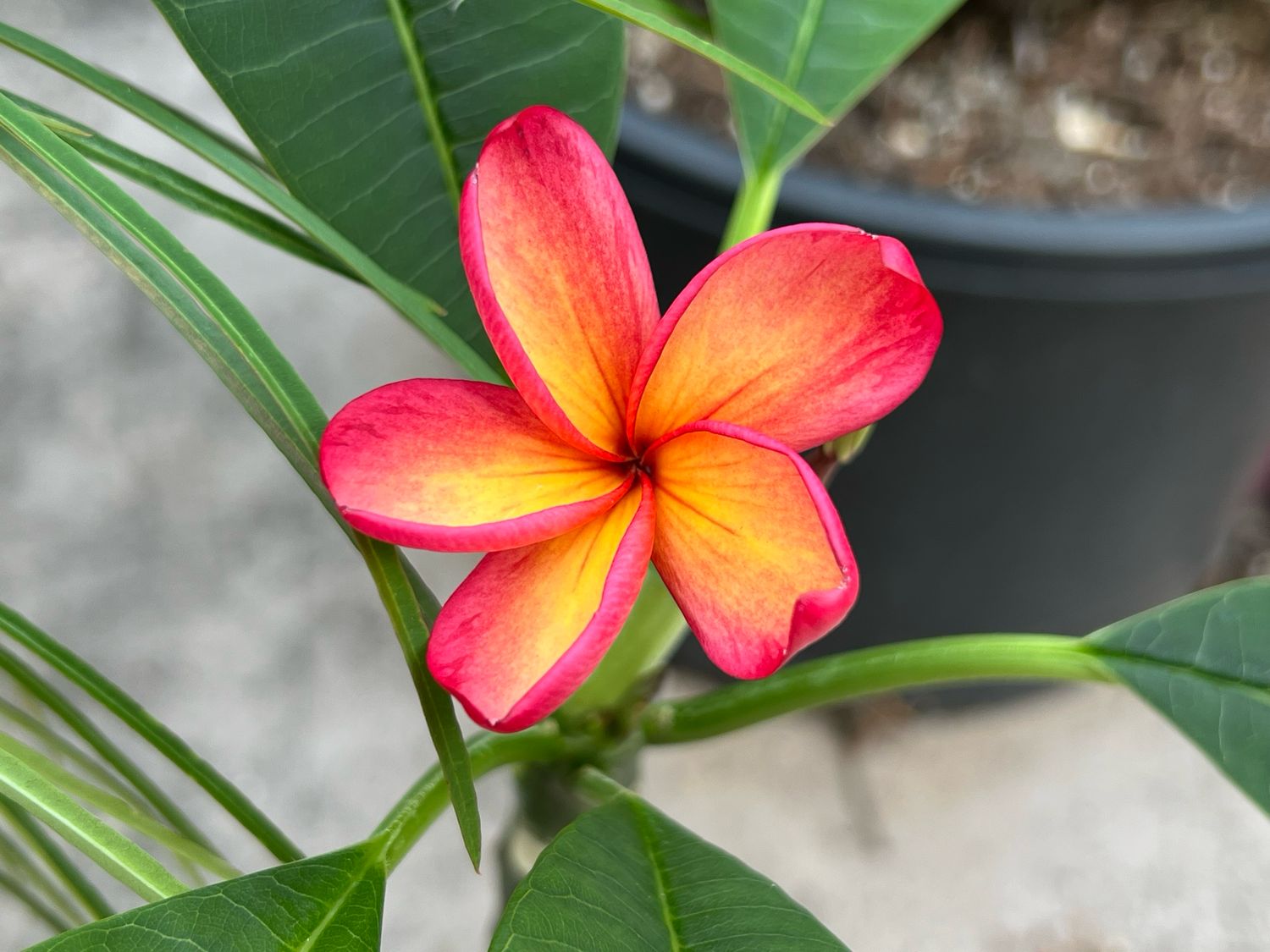 Plumeria Frangipani Tree - Bangkok Fire -