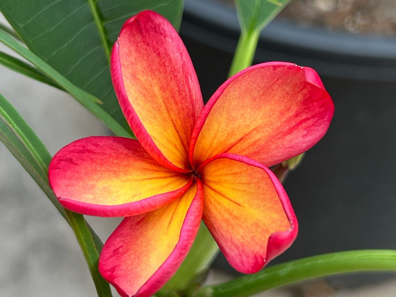 Plumeria Frangipani Tree - Bangkok Fire - Only 1 Available!