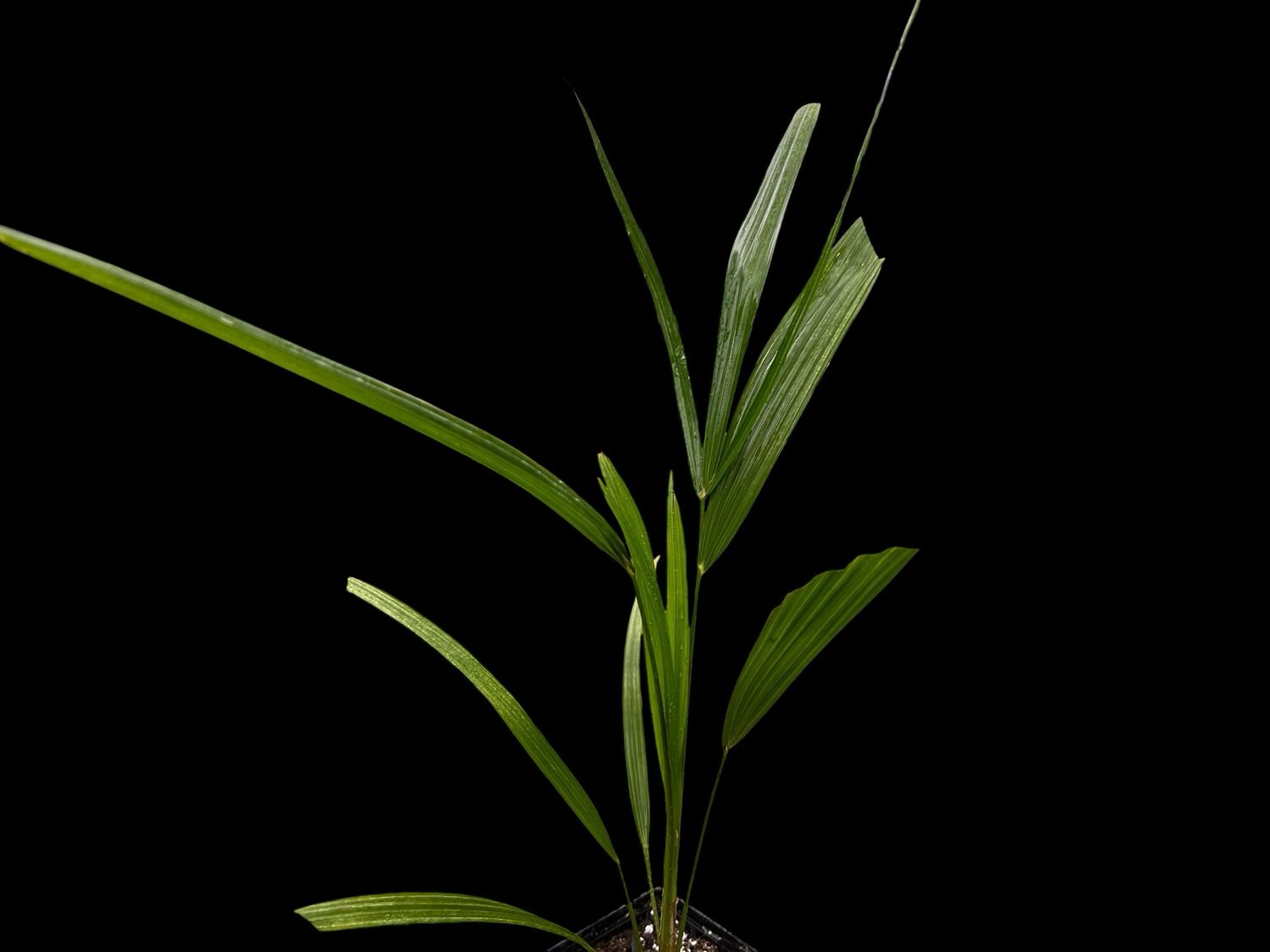 Trachycarpus fortunei - Chinese windmill palm (Sm) 