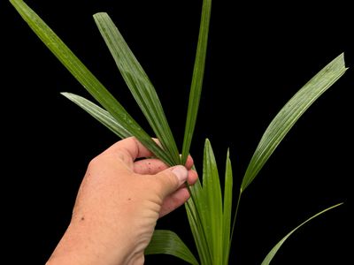 Trachycarpus fortunei, the Chinese windmill palm (Sm) 