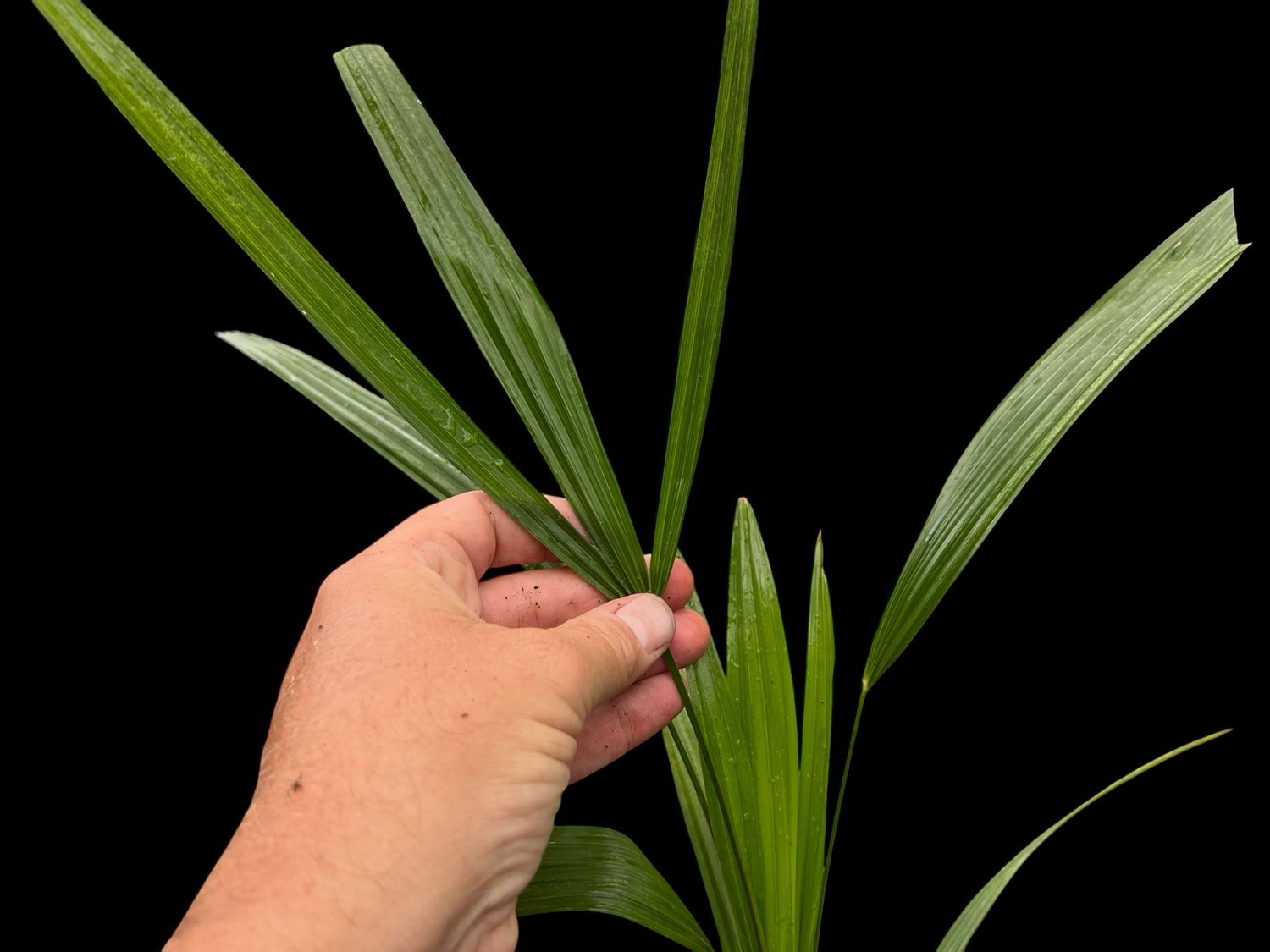 Trachycarpus fortunei, the Chinese windmill palm (Sm) 