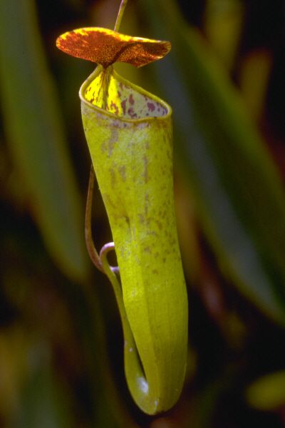 Nepenthes tomoriana