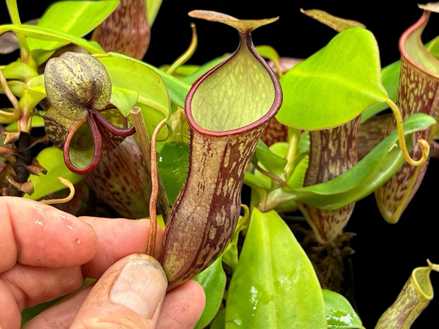 Nepenthes adnata x campanulata - Large!
