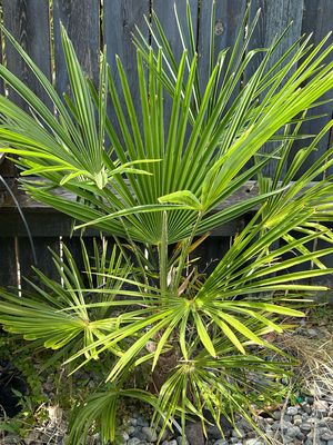 Trachycarpus “Nainital” x &quot;Bulgaria” Palm- Very Hardy! Very Fast! 