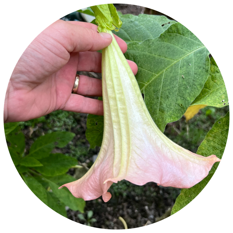 Rare &amp; Unique Plants – Special Finds for Sale