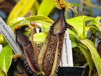Nepenthes hamata “Dark Form” (X-Small) Gng. Tambusisi, Morowali NR, Central Sulawesi 