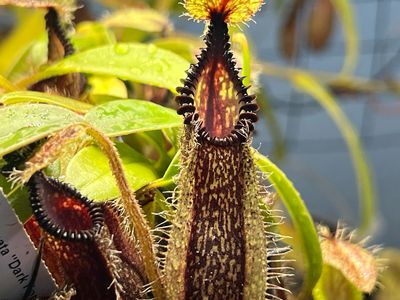 Nepenthes hamata “Dark Form” (Small) Gng. Tambusisi, Morowali NR, Central Sulawesi 