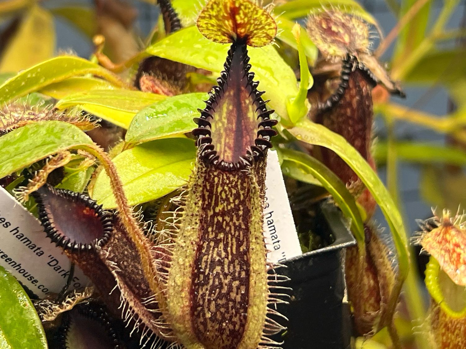 Nepenthes hamata “Dark Form” (Medium) Gng. Tambusisi, Morowali NR, Central Sulawesi 