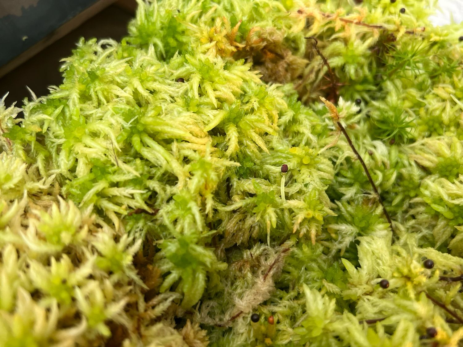 Live Sphagnum subsecundum moss