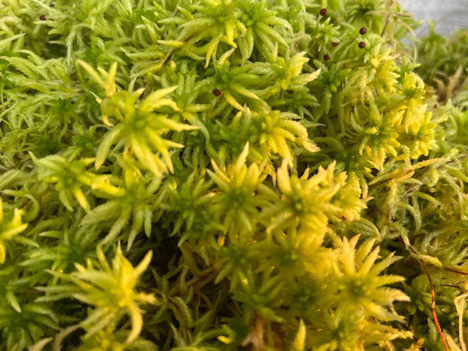 Live Sphagnum subsecundum moss
