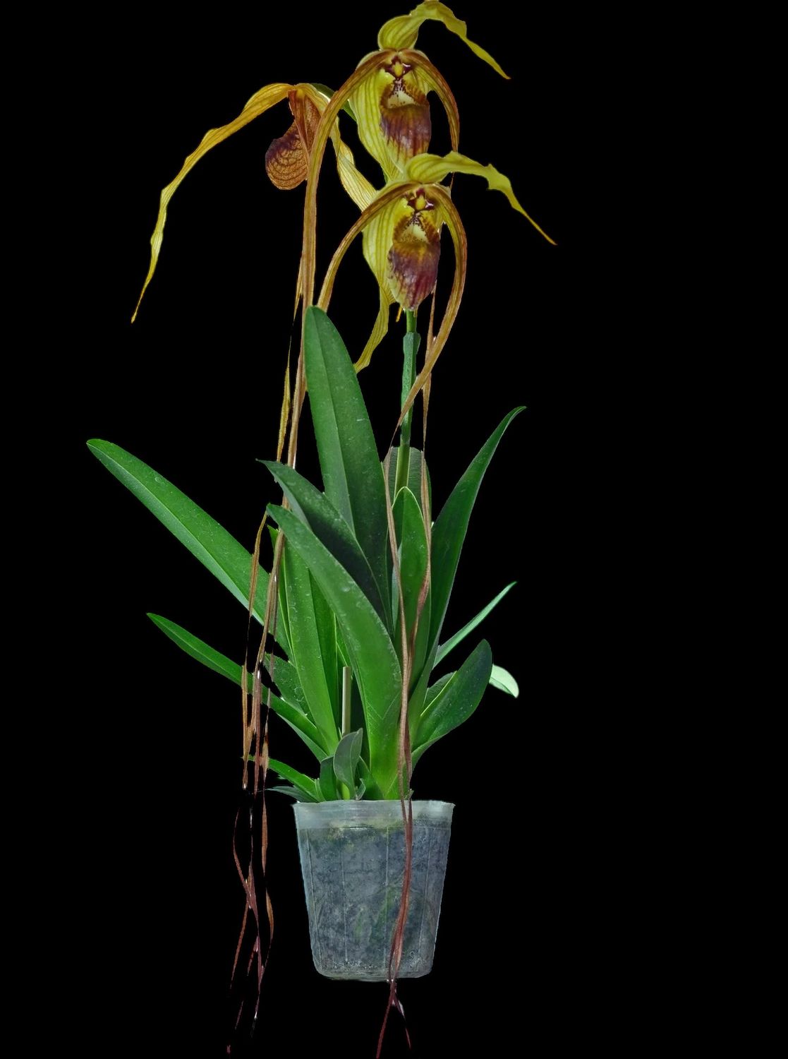 Phragmipedium humboldtii V. Fortuna (1+ growths) Orchid