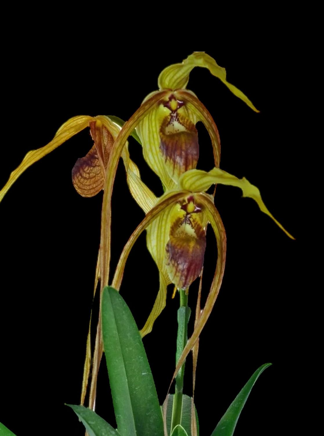 Phragmipedium humboldtii V. Fortuna (1+ growths) Orchid