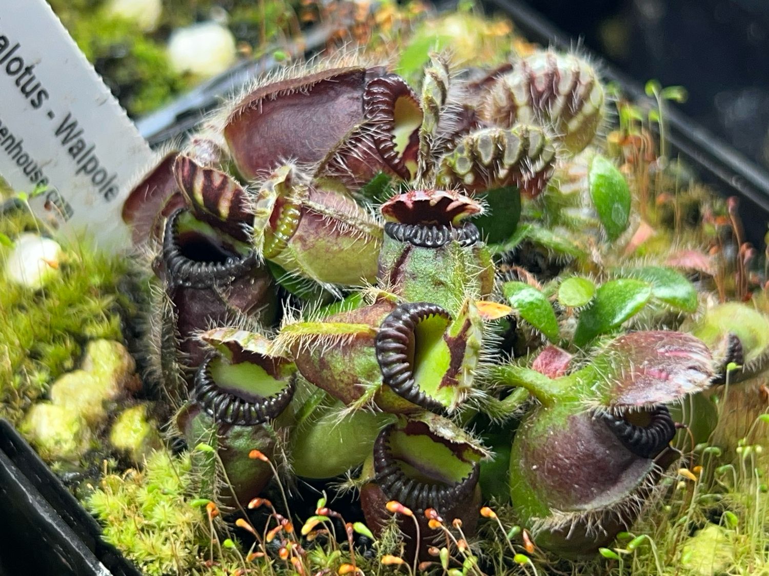 Cephalotus - Walpole, Wa