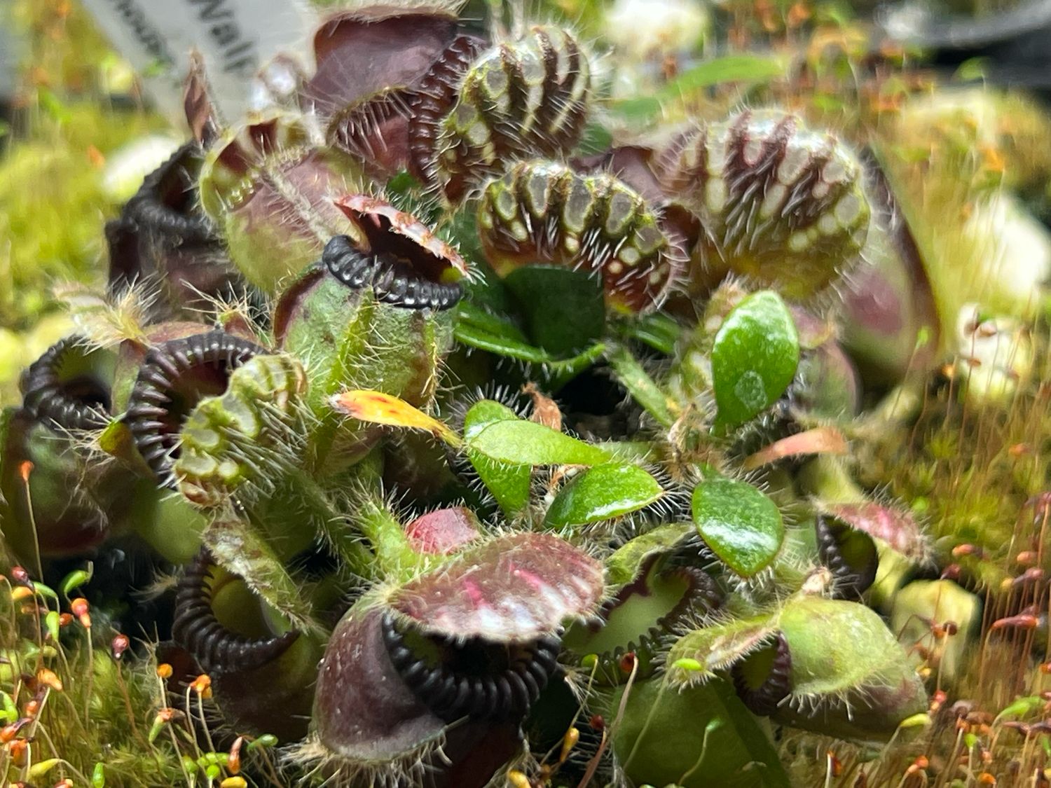 Cephalotus - Walpole, Wa