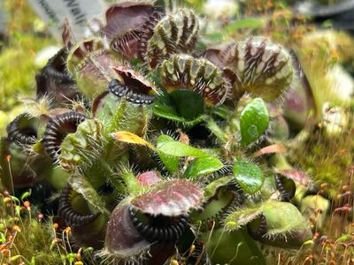 Cephalotus - Walpole, Wa