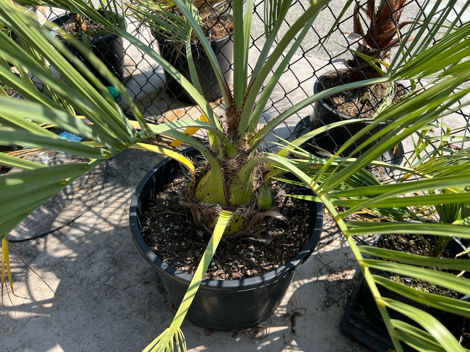 Butia odorata | Jelly Palm / Pindo Palm – Cold Hardy Palm Canada (Medium)