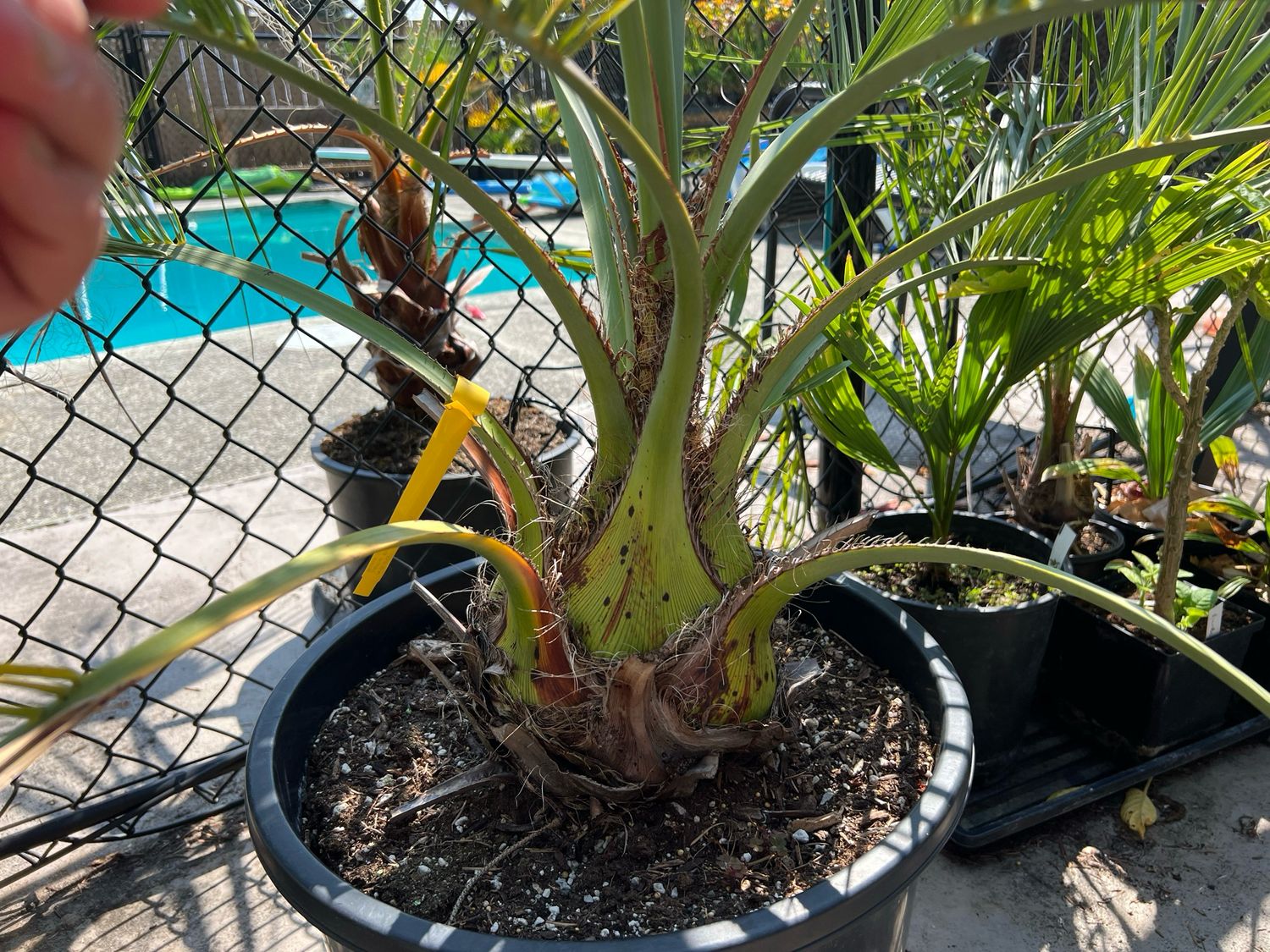 Butia odorata | Jelly Palm / Pindo Palm – Cold Hardy Palm Canada (Small)