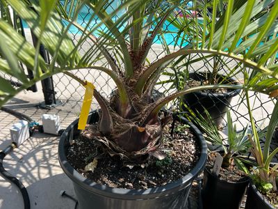 Butia odorata Jelly Palm/ Pindo Palm - Small