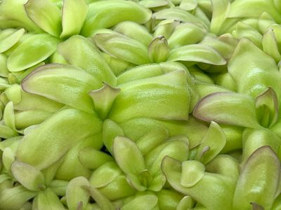 Pinguicula moranensis var. roseii (RC Clone)