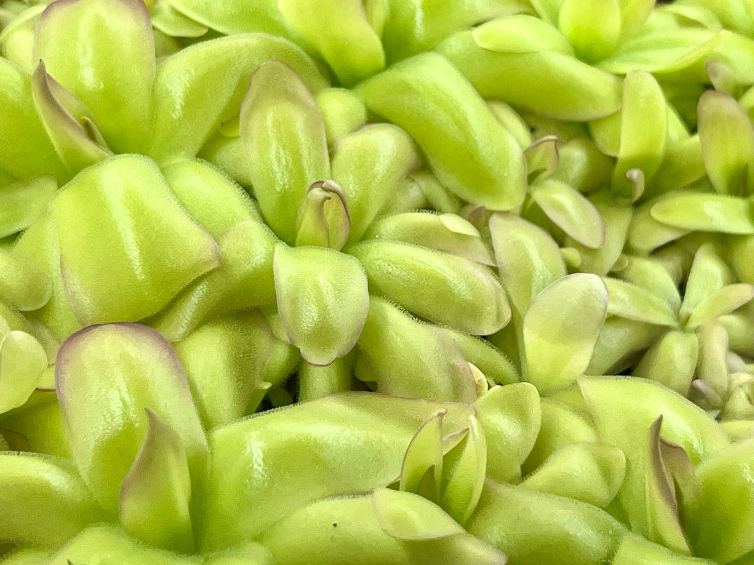Pinguicula moranensis var. roseii (RC Clone)