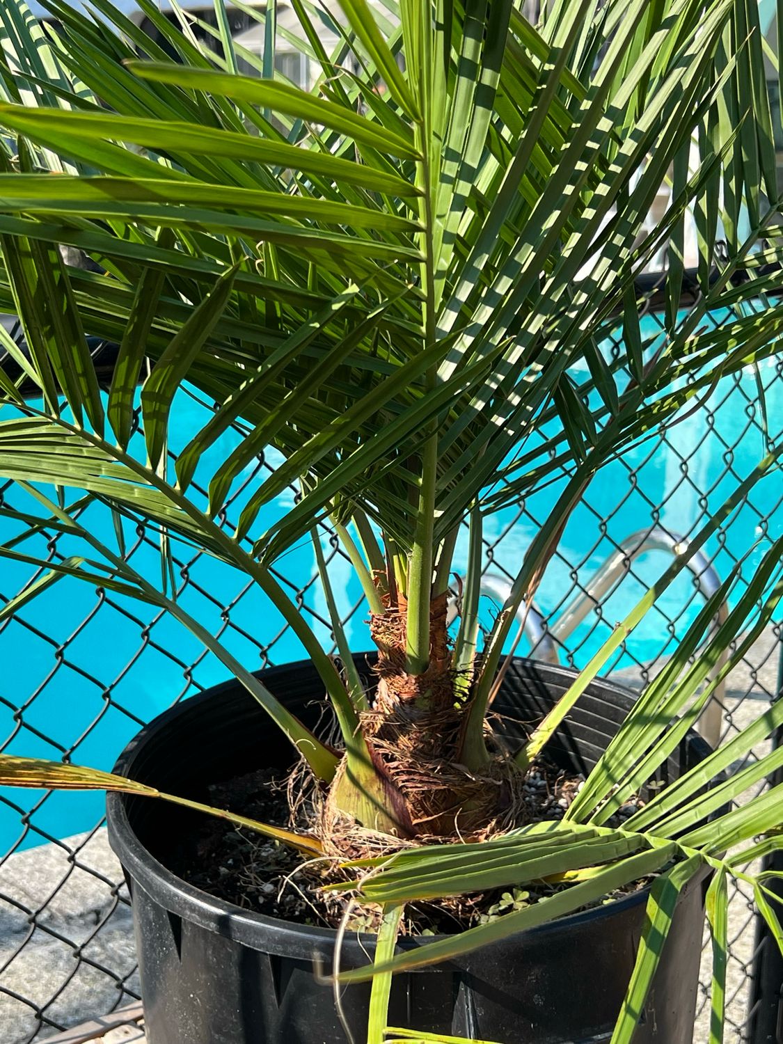 Jubaea chilensis — Chilean Wine Palm (Small) 