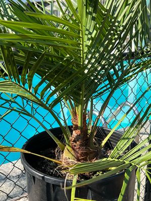 Jubaea chilensis — Chilean Wine Palm (Small) 