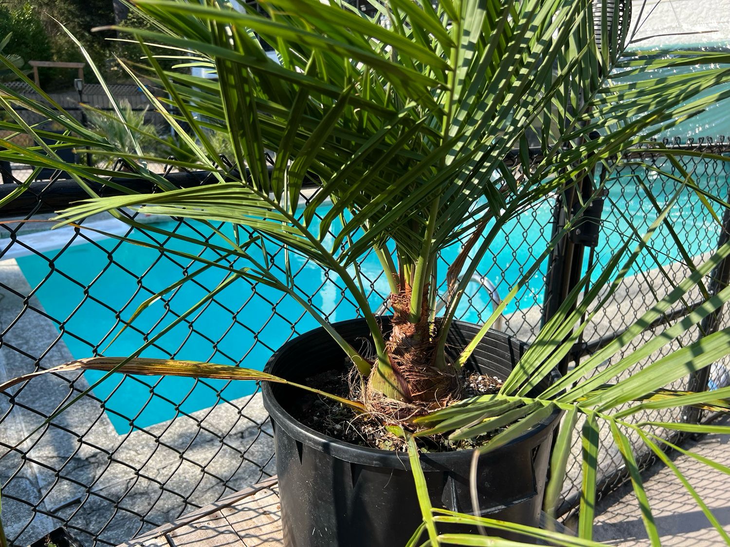 Jubaea chilensis — Chilean Wine Palm (Medium) 