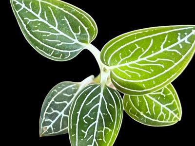 Ludisia discolor var. Alba – Jewel Orchid