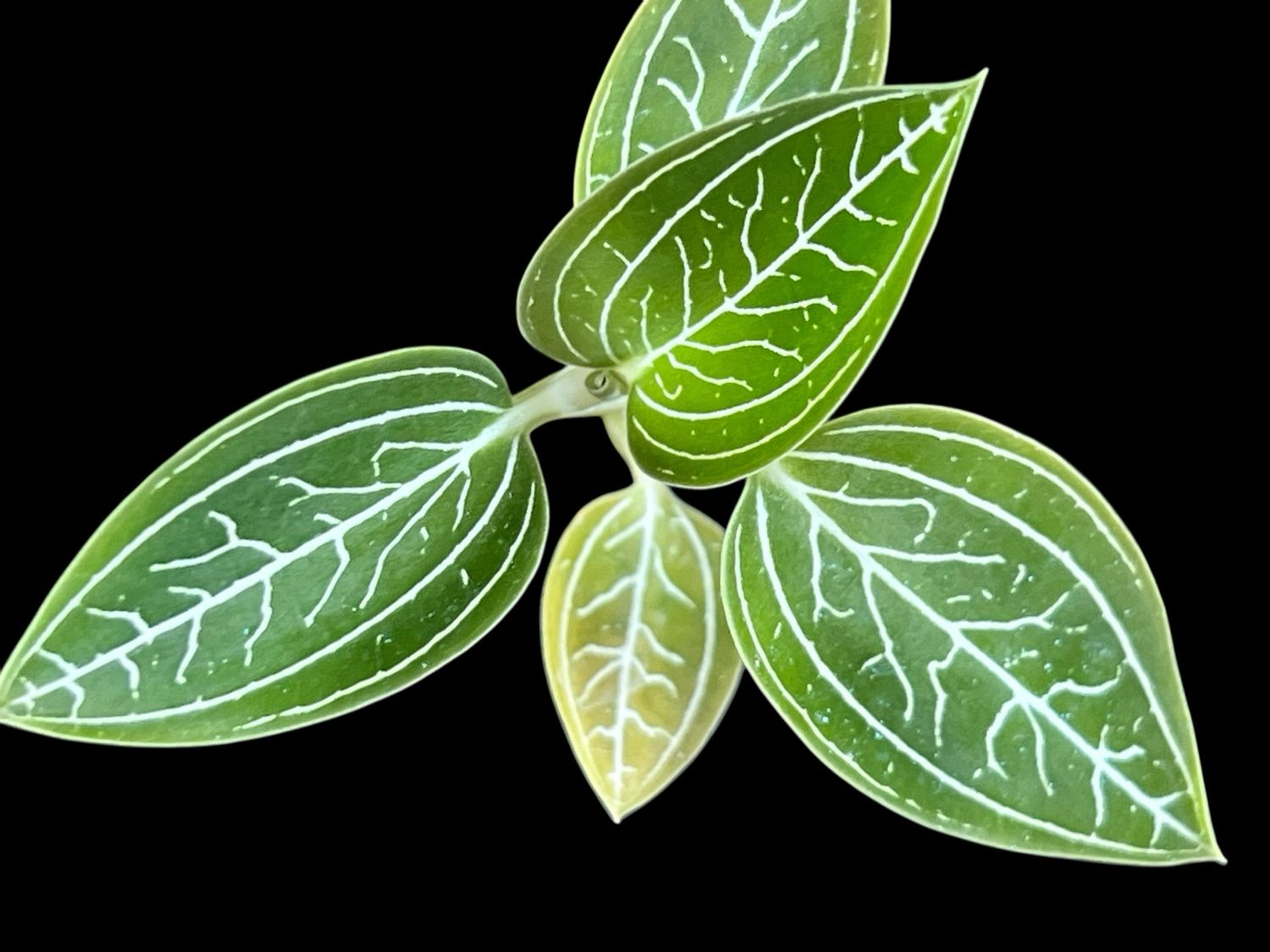 Ludisia discolor var. Alba – Jewel Orchid