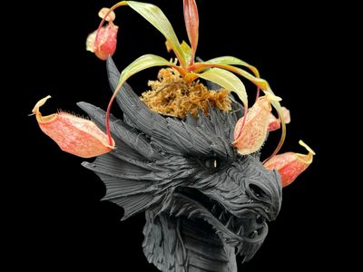 The DRAGON Planter Pot