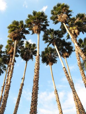 Washington robusta palm -Large