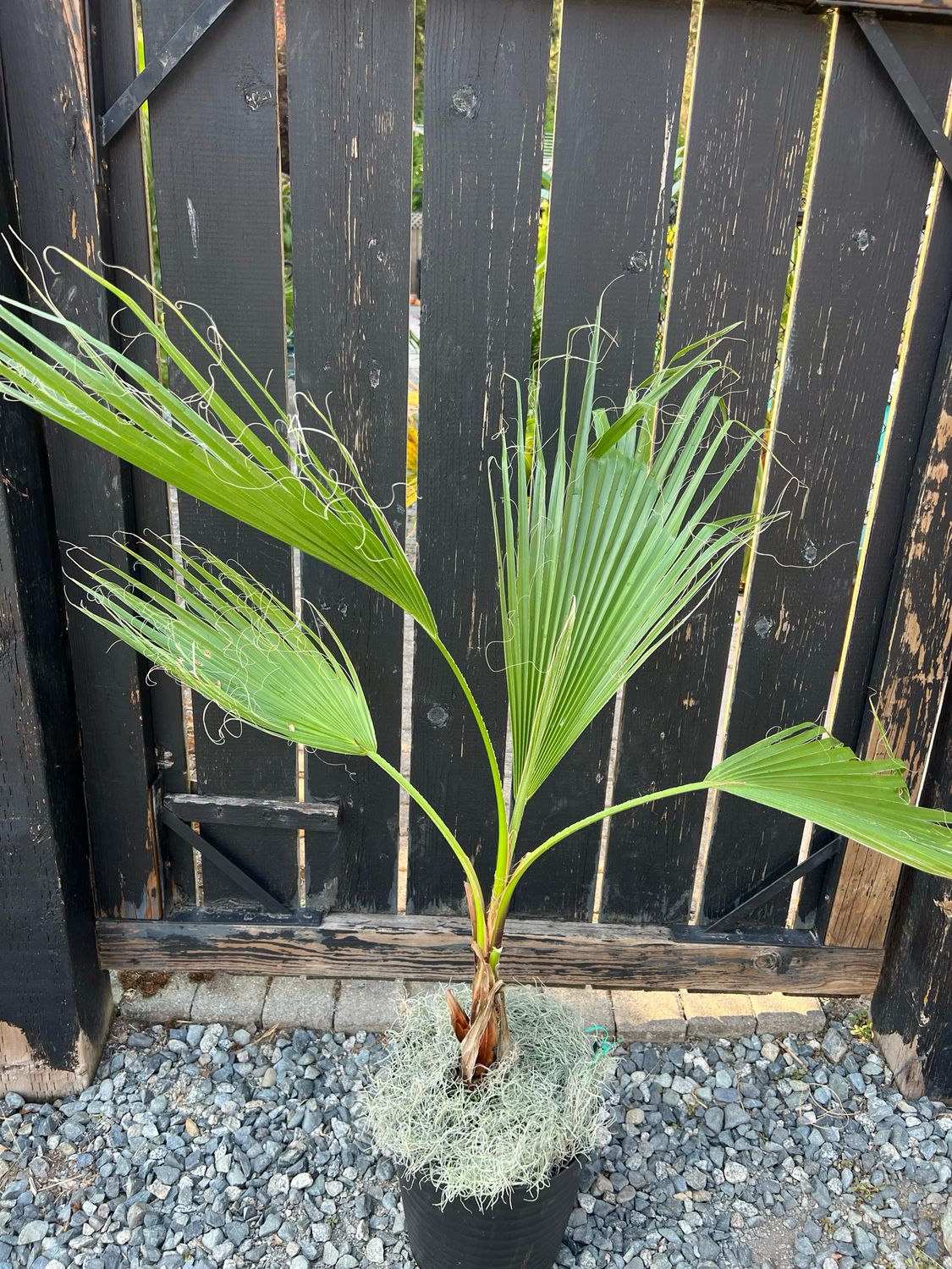 Washingtonia robusta palm -Large