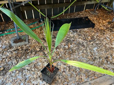 Washingtonia robusta palm - Medium 