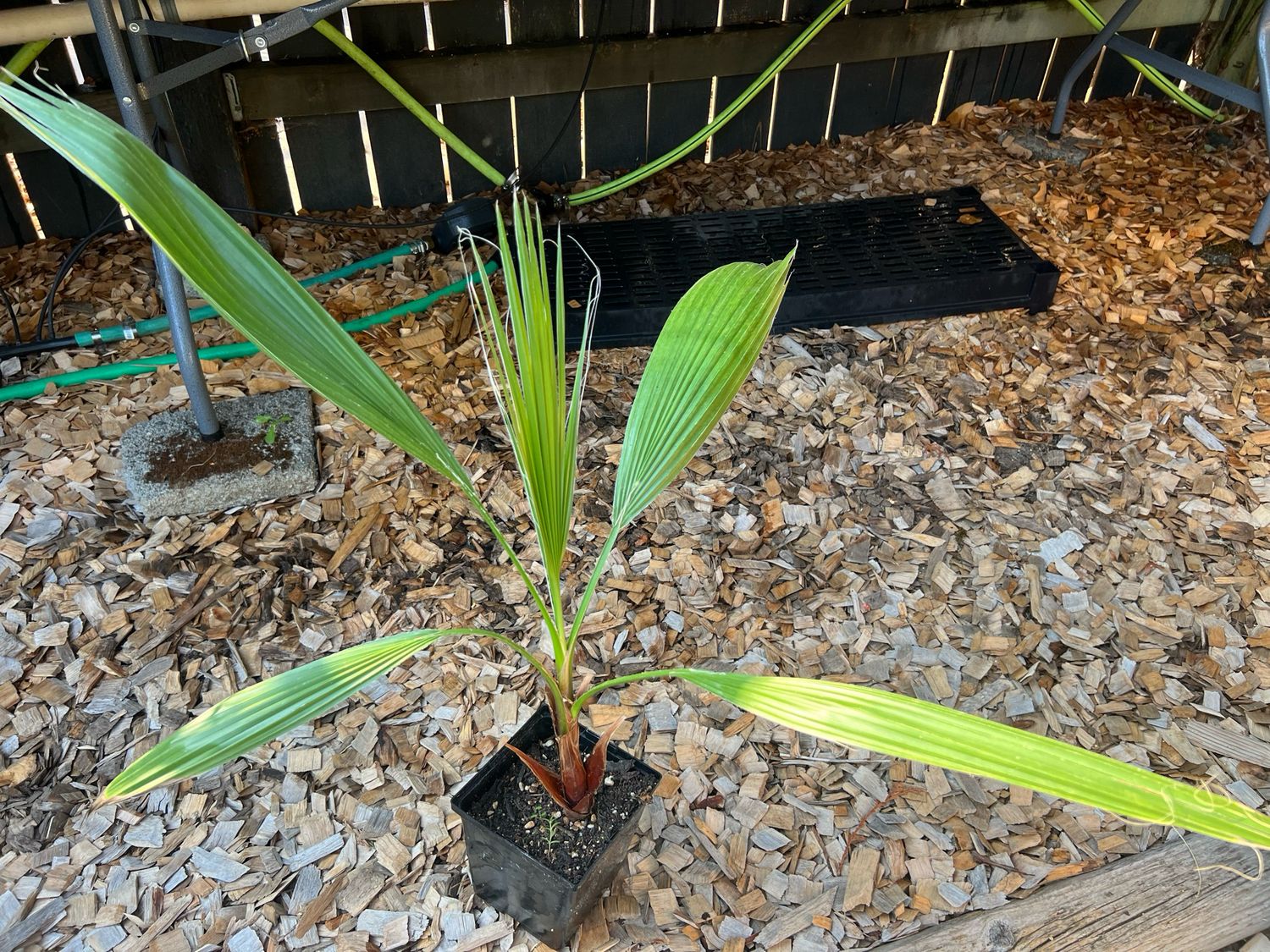 Washingtonia robusta palm - Medium 
