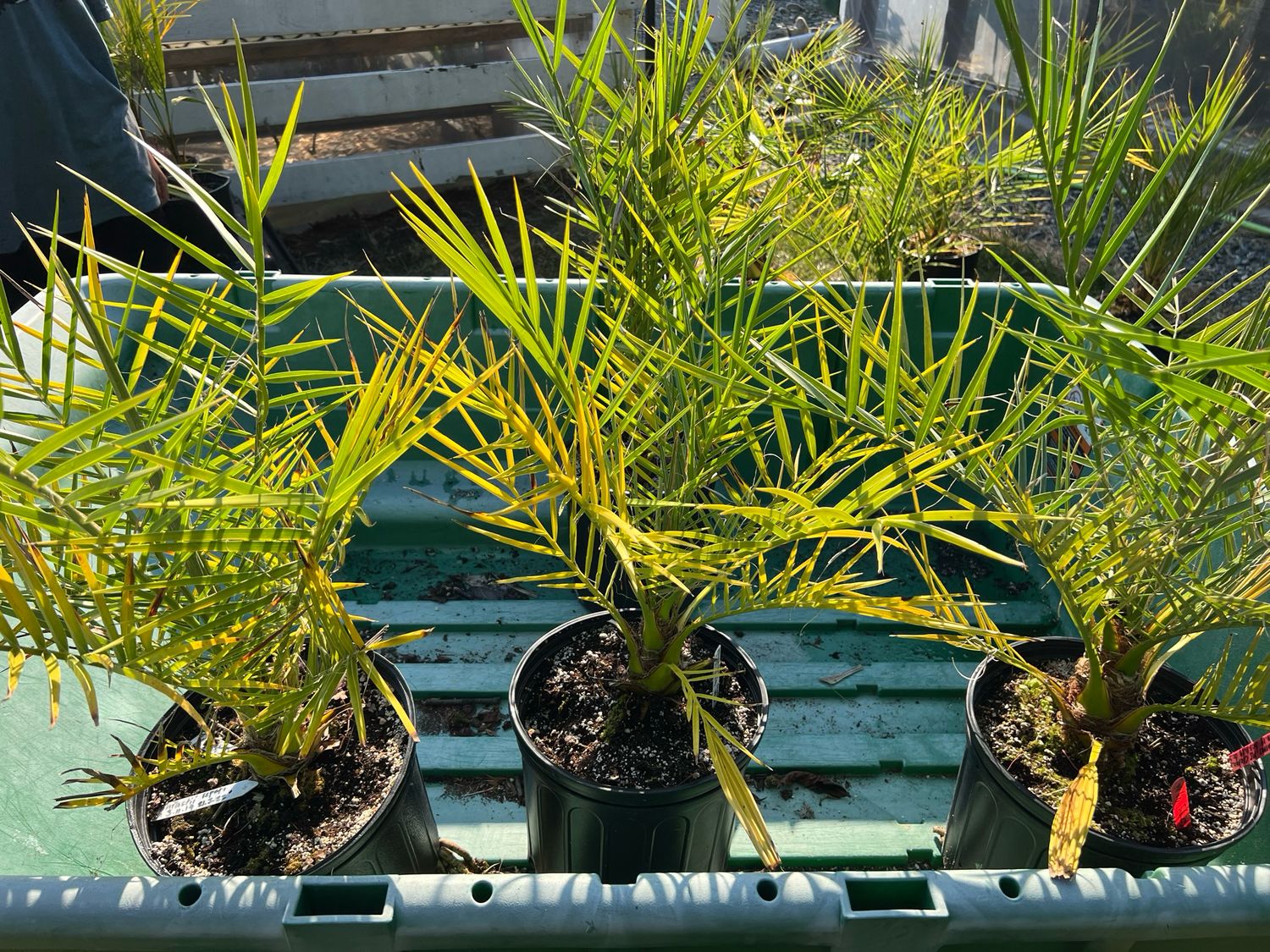 Phoenix theophrasti (Cretan Date Palm) - Large