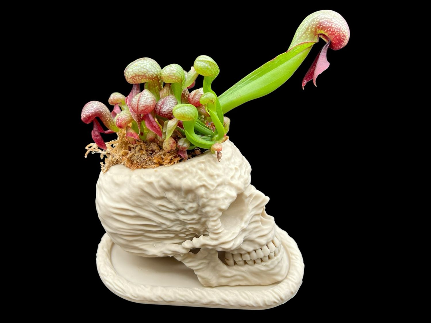 The SKULL Planter Pot w/ Saucer