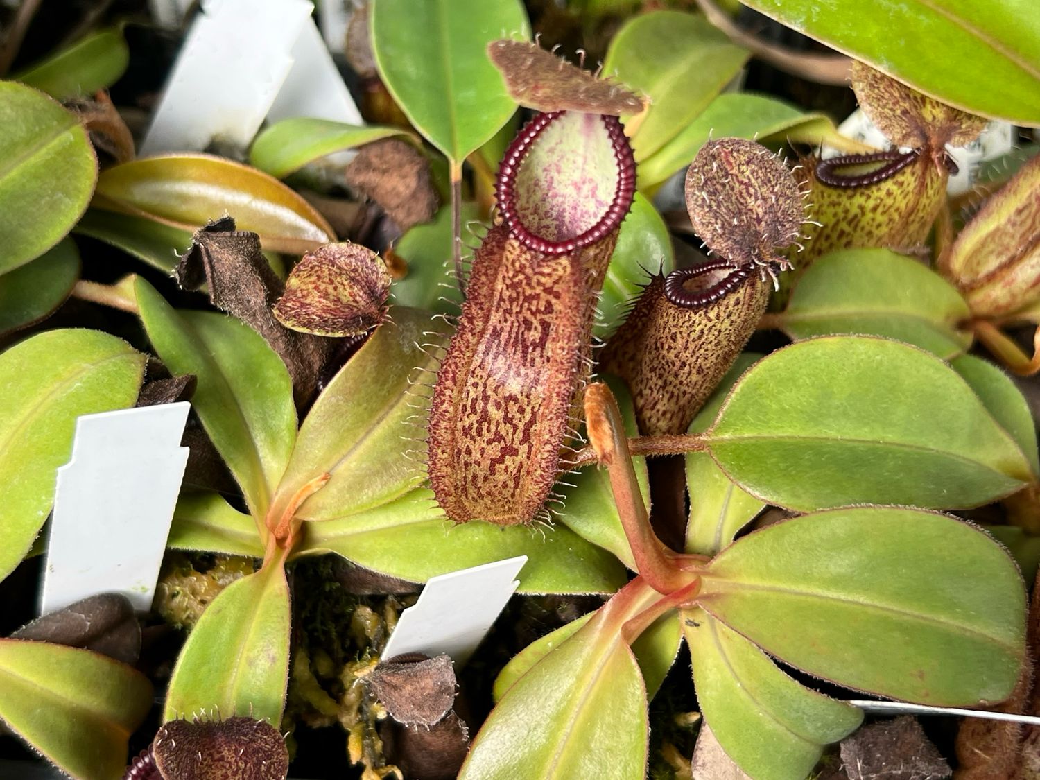 Highland Nepenthes Starter Kit (6 Nepenthes) MEGA SALE! 