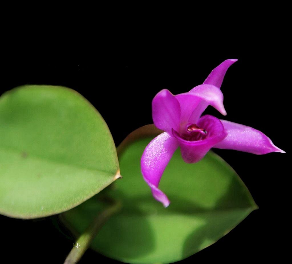 Meiracyllium wendlandii Orchid